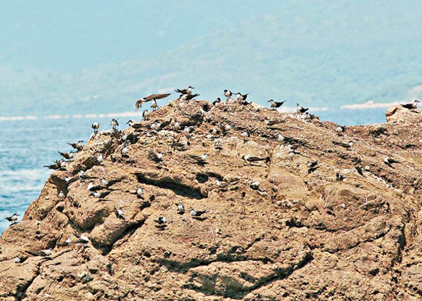 本港出現的燕鷗大部分屬於季節性過境遷徙。
