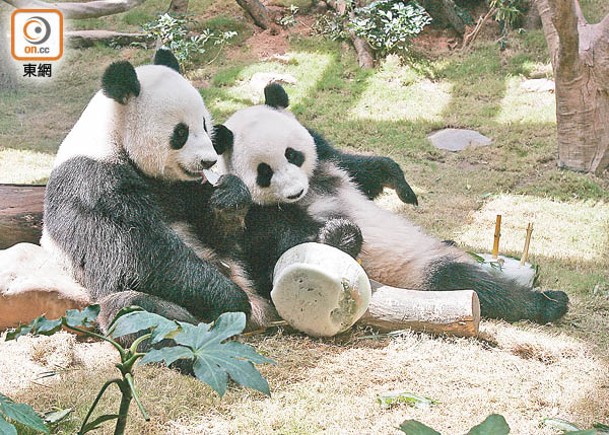 中央再次送贈大熊貓予香港，圖為定居海洋公園的大熊貓盈盈和樂樂。