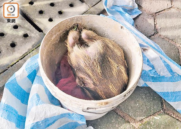 小野豬被裝進膠桶。（余宏基攝）
