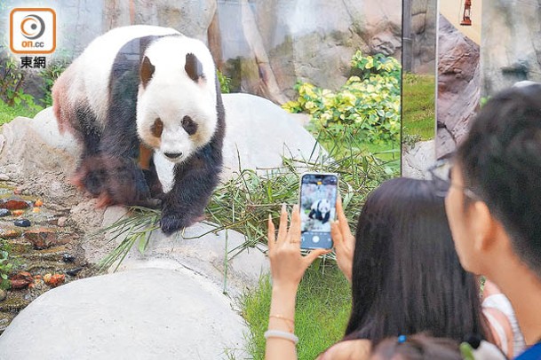 市民到海洋公園觀賞大熊貓。