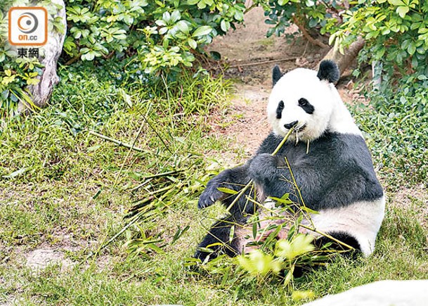政府預料一對大熊貓數月內抵港。