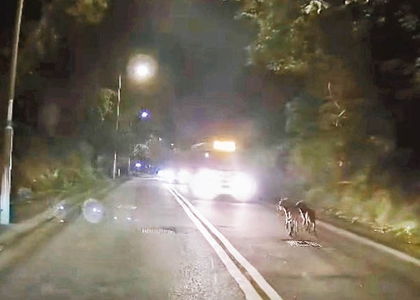 兩隻狗狗在林錦公路結伴同行。