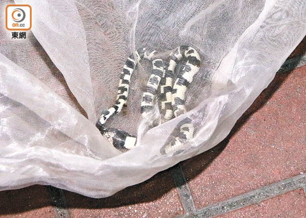 上月在港鐵走失的王蛇屬於常見的寵物蛇，過往曾有市民遭咬傷。