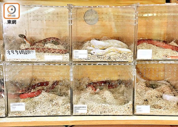 市民可以從持牌爬蟲店購入寵物蛇，也可透過動保組織領養蛇。