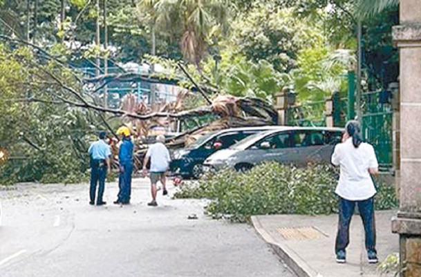 薄扶林道：樹木倒塌攔路阻車輛出入。