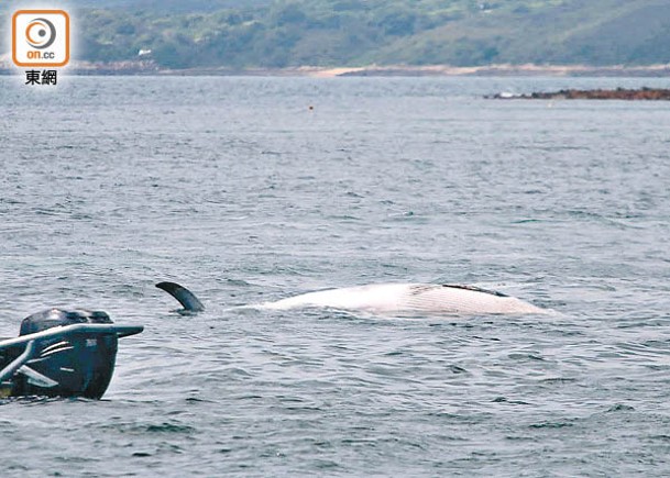 去年7月中闖入香港水域的布氏鯨，約兩周後被發現浮屍西貢海面。