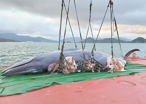 香港去年發現鯨屍。