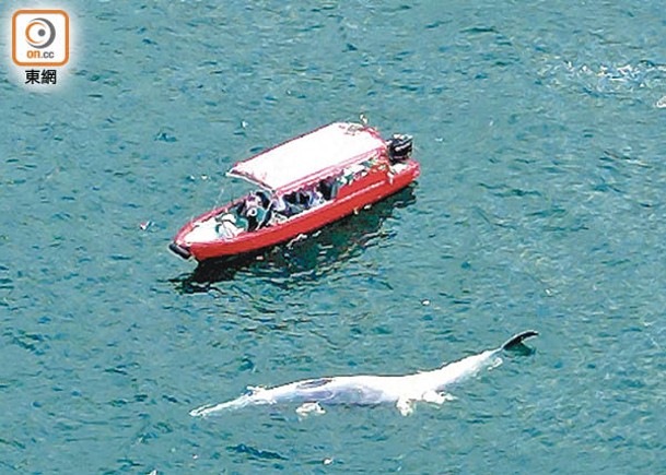 有議員指出，鯨魚在本港水域出現並非正常現象。