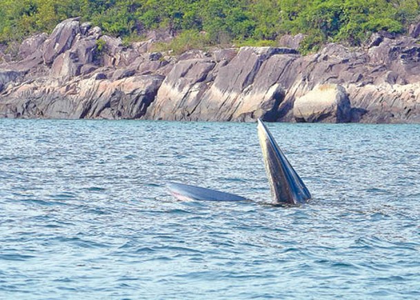 漁護署不建議出海觀鯨活動。