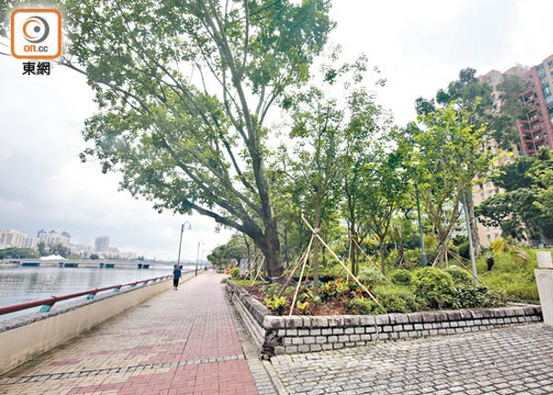 新界沙田的城門河邊亦發現栽種列為促癌植物的闊葉灑金榕。