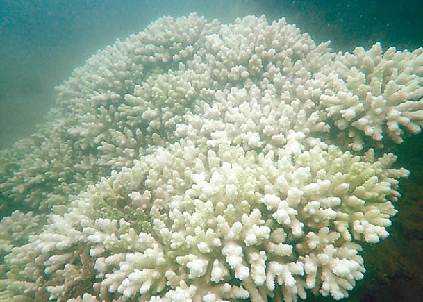本港水域近日出現珊瑚白化。