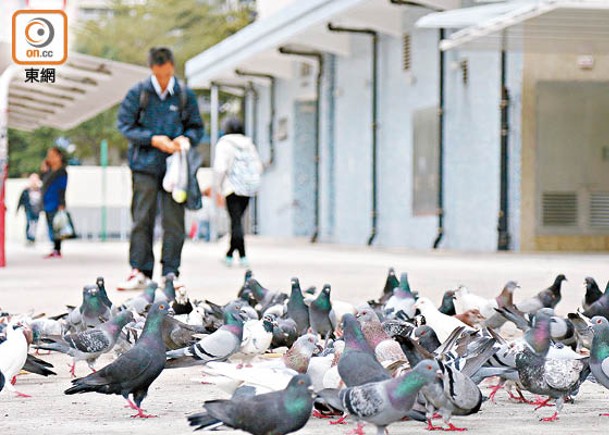 本港近期錄得6宗鸚鵡熱個案，有患者報稱居所附近現鴿蹤。