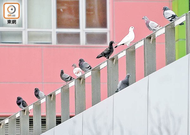 麗閣邨野鴿為患  居民憂立法成效低