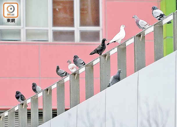 有人曾被野鴿或雀鳥滋擾。（黃仲民攝）