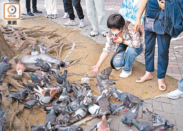 新的禁止餵飼野生動物規定已涵蓋野鴿。
