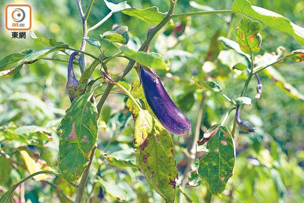 種植的蔬菜包括了薑及茄子等，當中茄子已成熟。