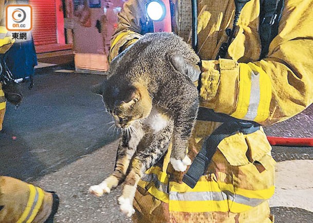 花園街：消防救出一隻成年貓咪。