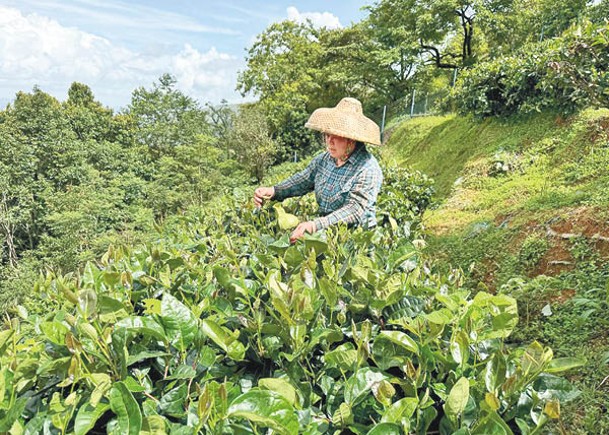 大帽山梯田栽種共約2,000棵茶樹。