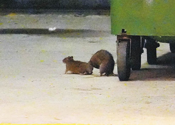 逾10萬隻  鼠患纏港淪死症  捕獲量年增兩成