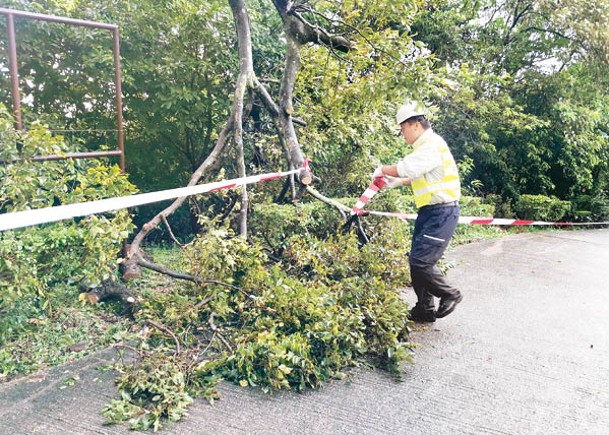 「摩羯」過境，郊野公園不少樹木被折斷，漁護署昨派員清理，並檢查郊野設施。