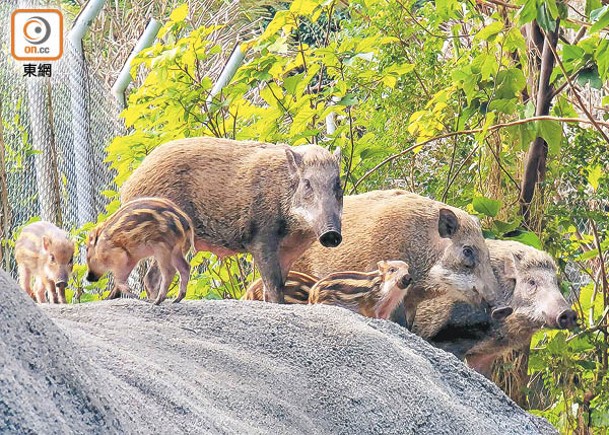 微塑膠污染圍剿  5種郊野動物中招