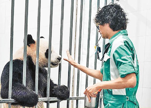 香港飼養員與「安安」互動。