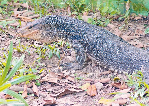 動物大使水巨蜥辭世  終年16歲