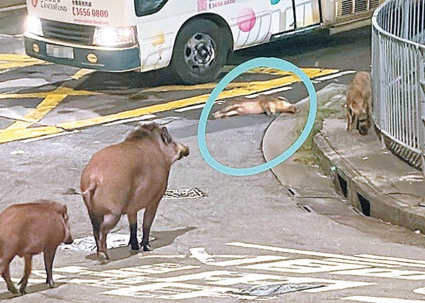 一隻小野豬倒臥路中（藍圈示），另外3隻在場看望。