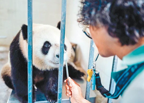 大熊貓可可與護理員互動。