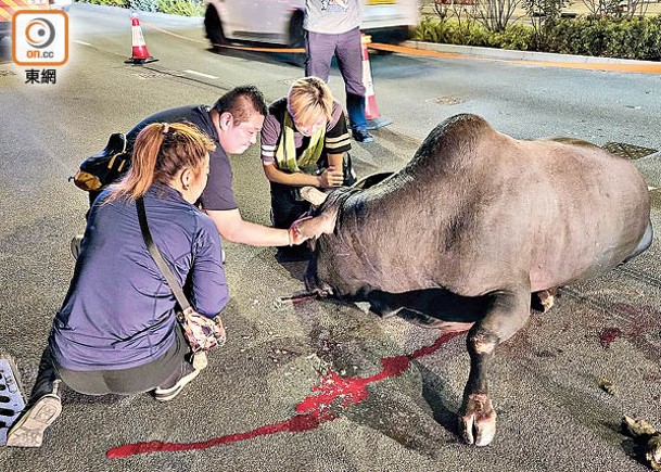 過路牛捱的士撞  口鼻滲血斷腳亡