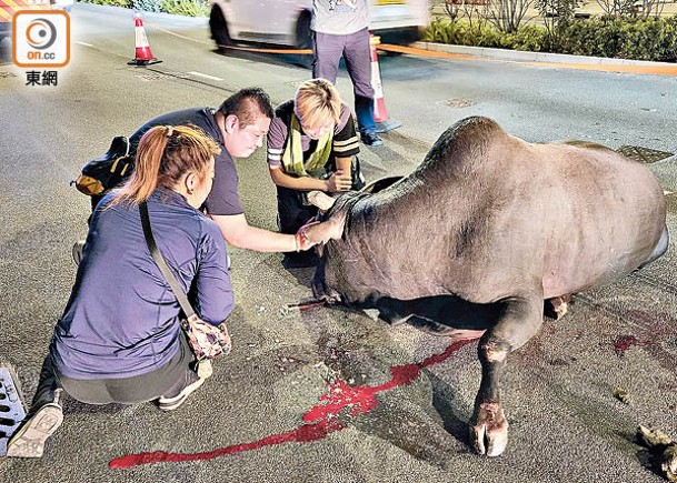 捱撞牛隻「家慈」當場死亡。