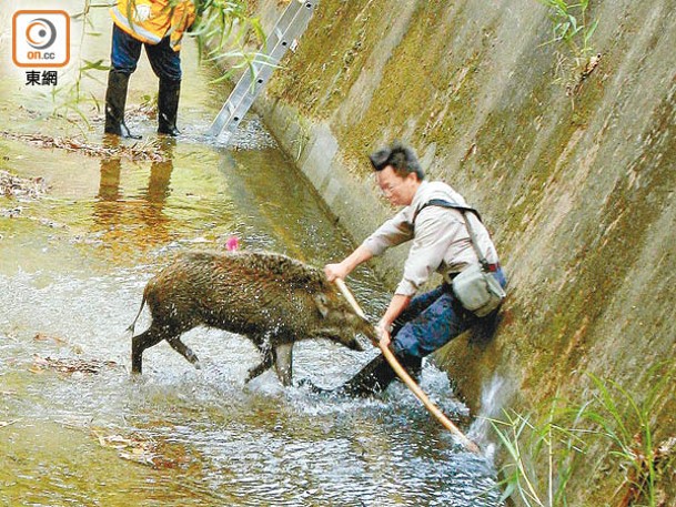 政府去年接獲9宗野豬傷人報告。