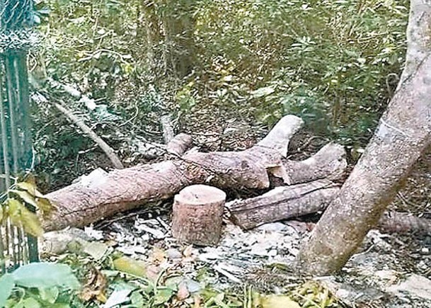 棲息地不斷消失，過去50年間全球野生動物種群數量平均銳減73%。