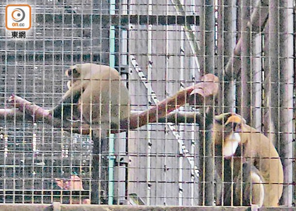 動植物園9猴子  疑食物中毒不治