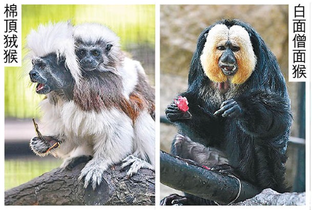 香港動植物公園有9隻猴子離奇死亡。