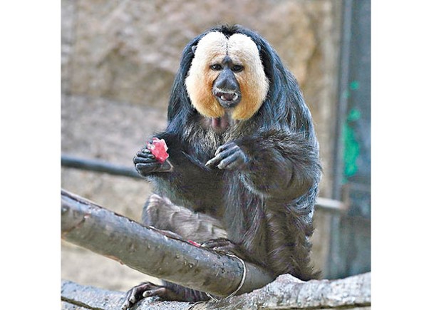 香港動植物公園近日累計有9隻猴子離奇集體死亡，包括白面僧面猴。