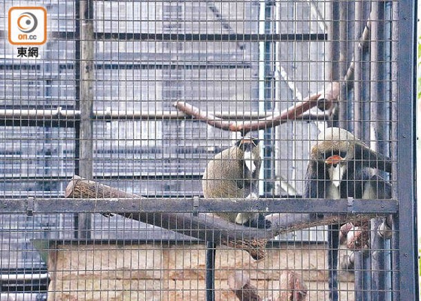 香港動植物公園至今共有11隻猴子死亡。