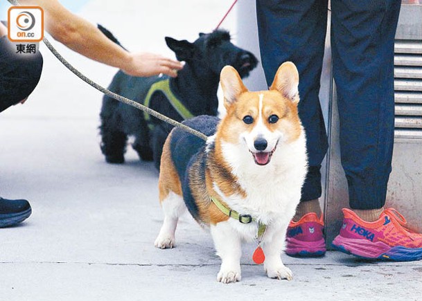 有益長者身心  團體倡引養伴侶犬機制