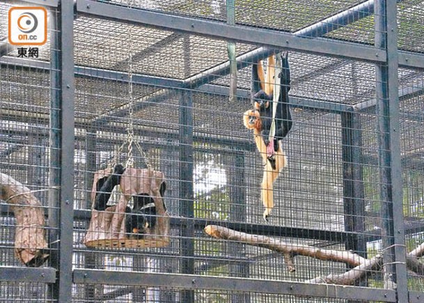 香港動植物公園接連有猴子死亡。