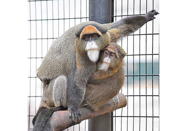 隔離治療白臀長尾猴亡  動植物園迄12猴魂斷