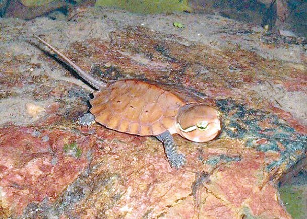 偷獵未杜絕  港生物多樣性受威脅