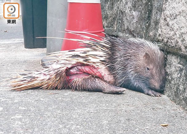 山頂箭豬腹淌血亡