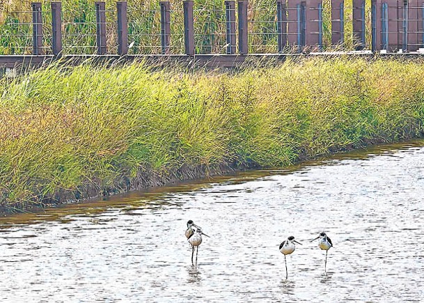 塱原生態公園生物多樣性顯著提升