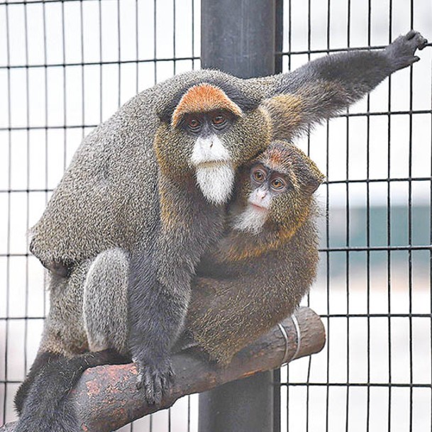 動植物公園先後有12隻猴子因感染類鼻疽菌而死亡，當中包括白臀長尾猴。