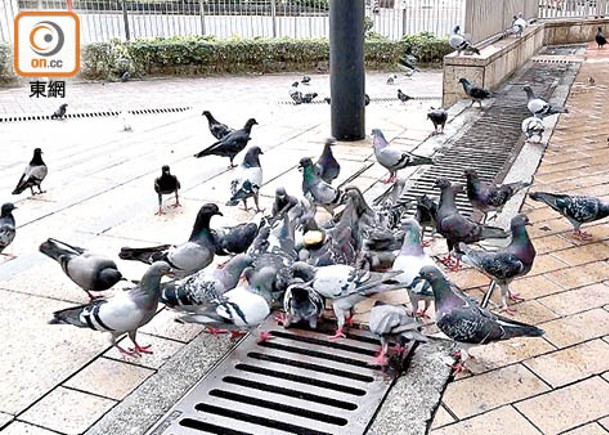 禁餵飼懲處加辣  野鴿群減「駐紮」