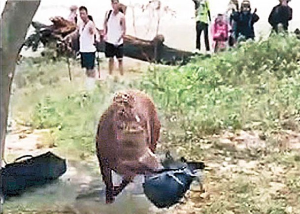 西貢野豬「偷」背囊  急步逃走