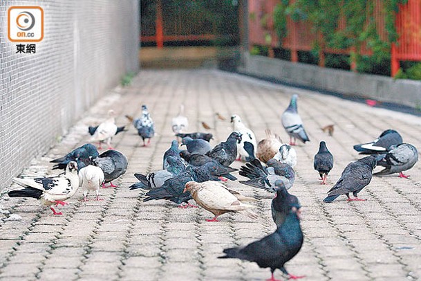 屋邨管理扣分制新增餵飼野鴿等行為。