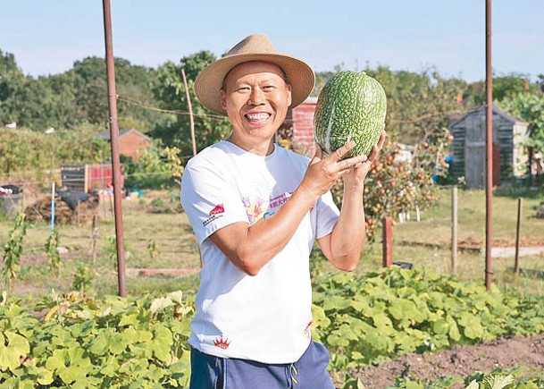 黃如榮表示，瓜果蠅在熱天、夏天較活躍。