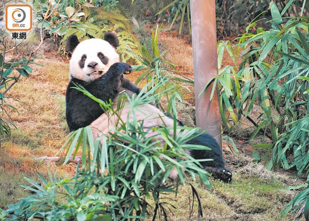 安安可可下周日亮相  為食貪玩率先睇萌樣