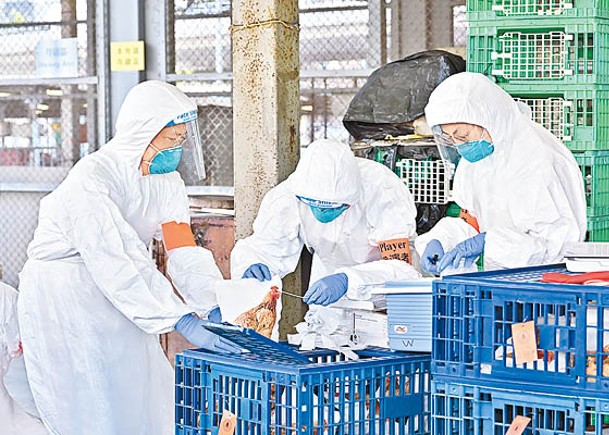 多地爆禽流感  港上月發現帶病毒死雀